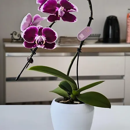 לינה וארוחת בוקר Faber 3*